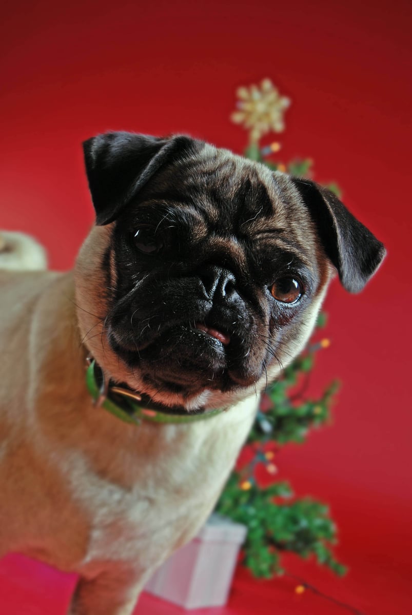 christmas dog image