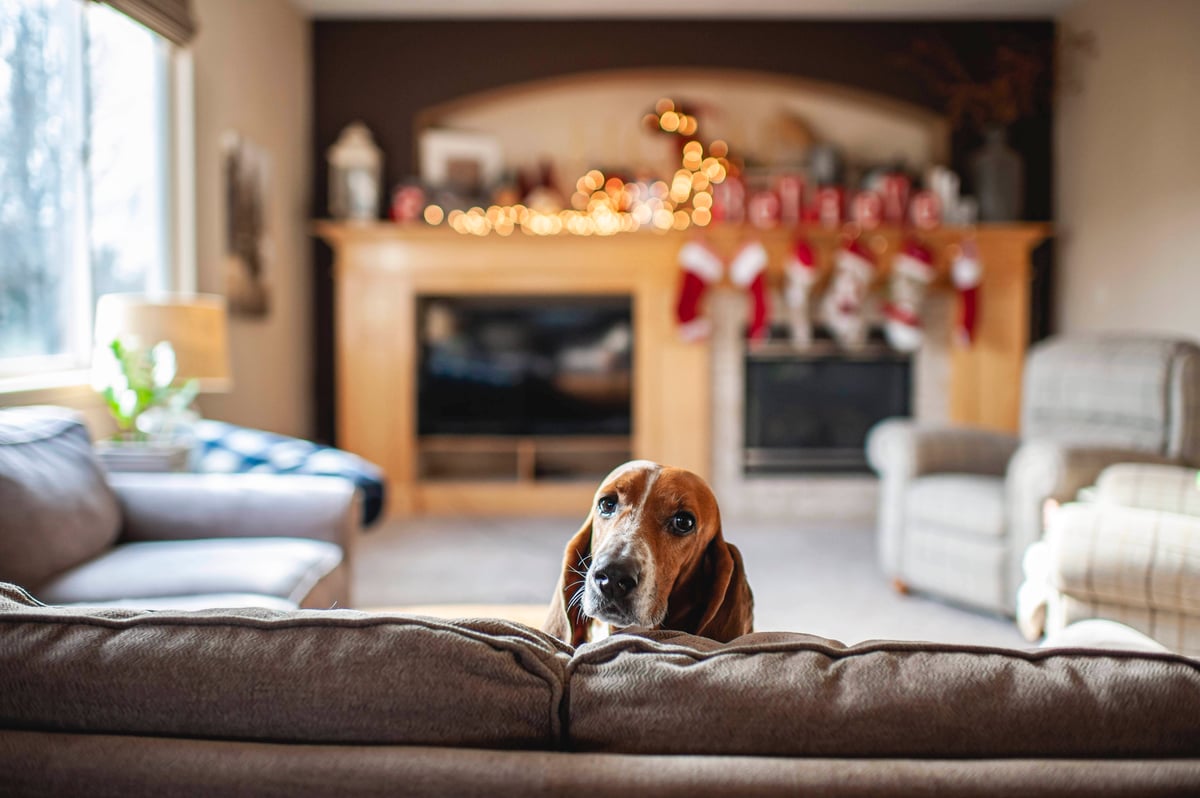 christmas dog image