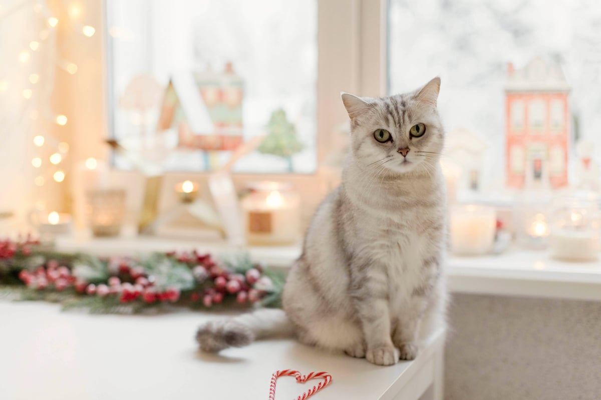 christmas cat image