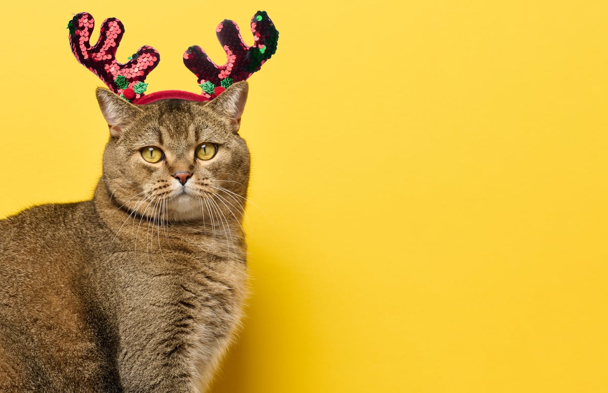 christmas cat image