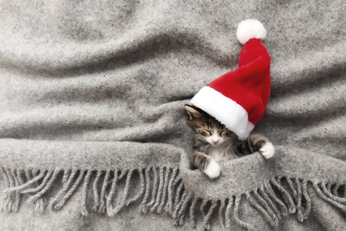 christmas cat image