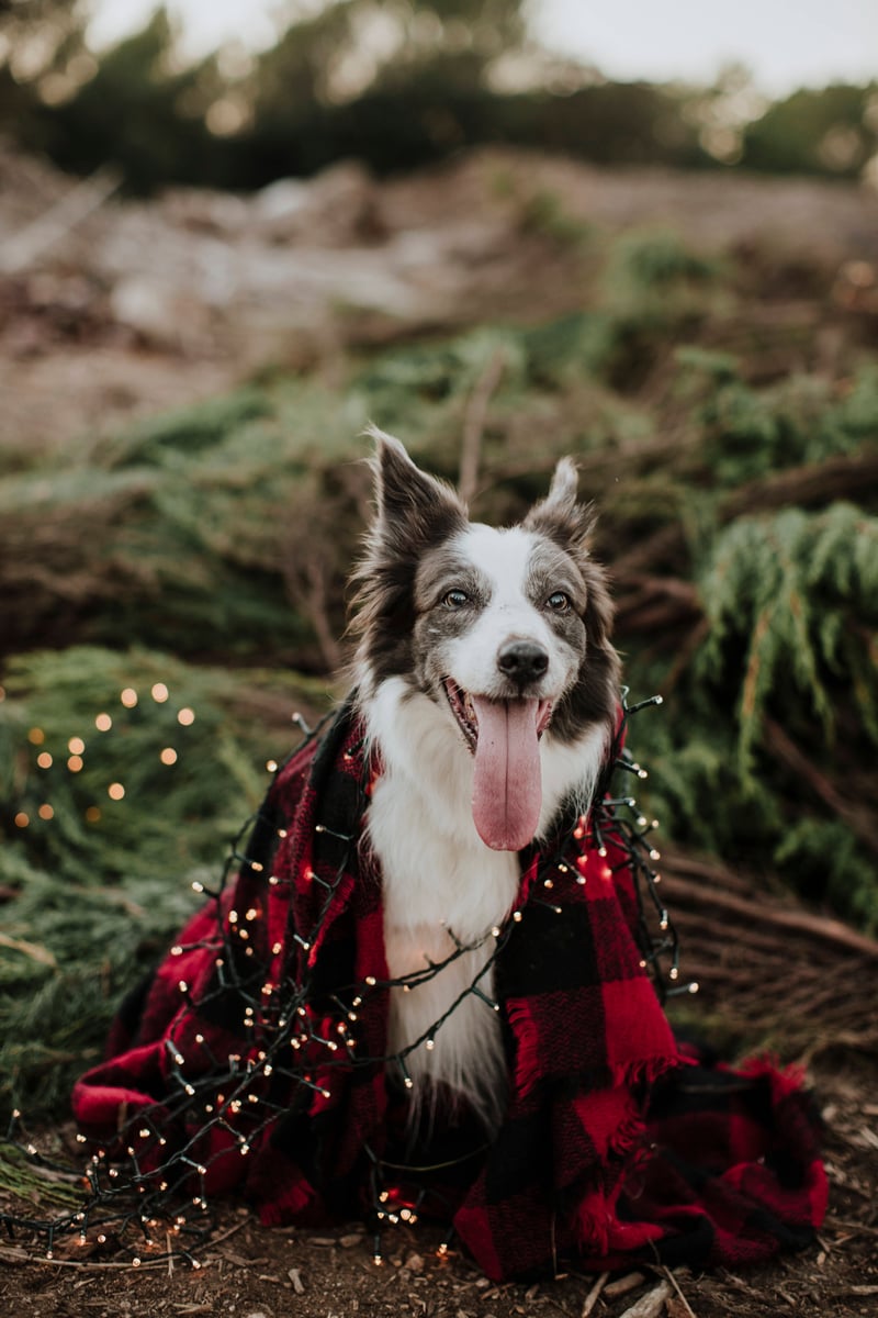 chritsmas dog image